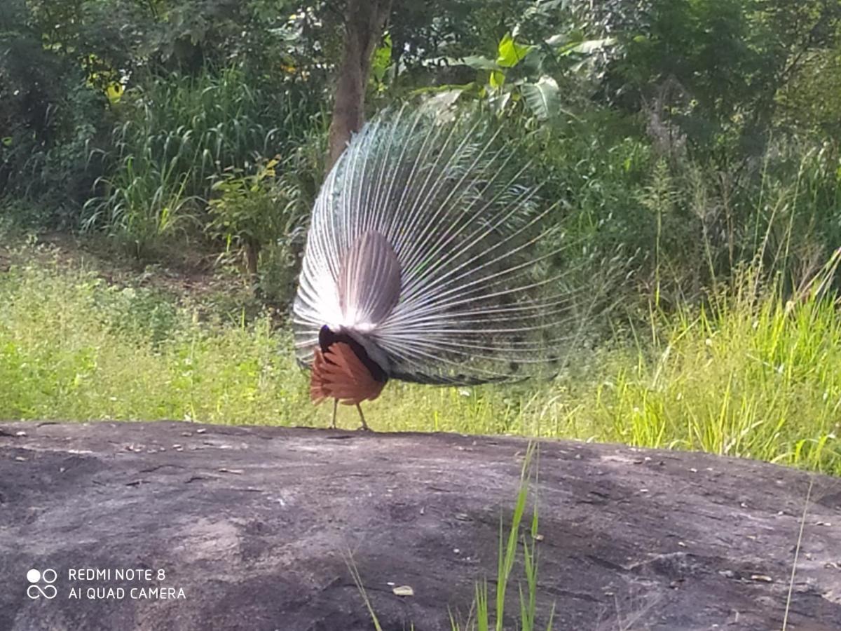 Sigiri Gayani Home Stay Sigiriya Luaran gambar
