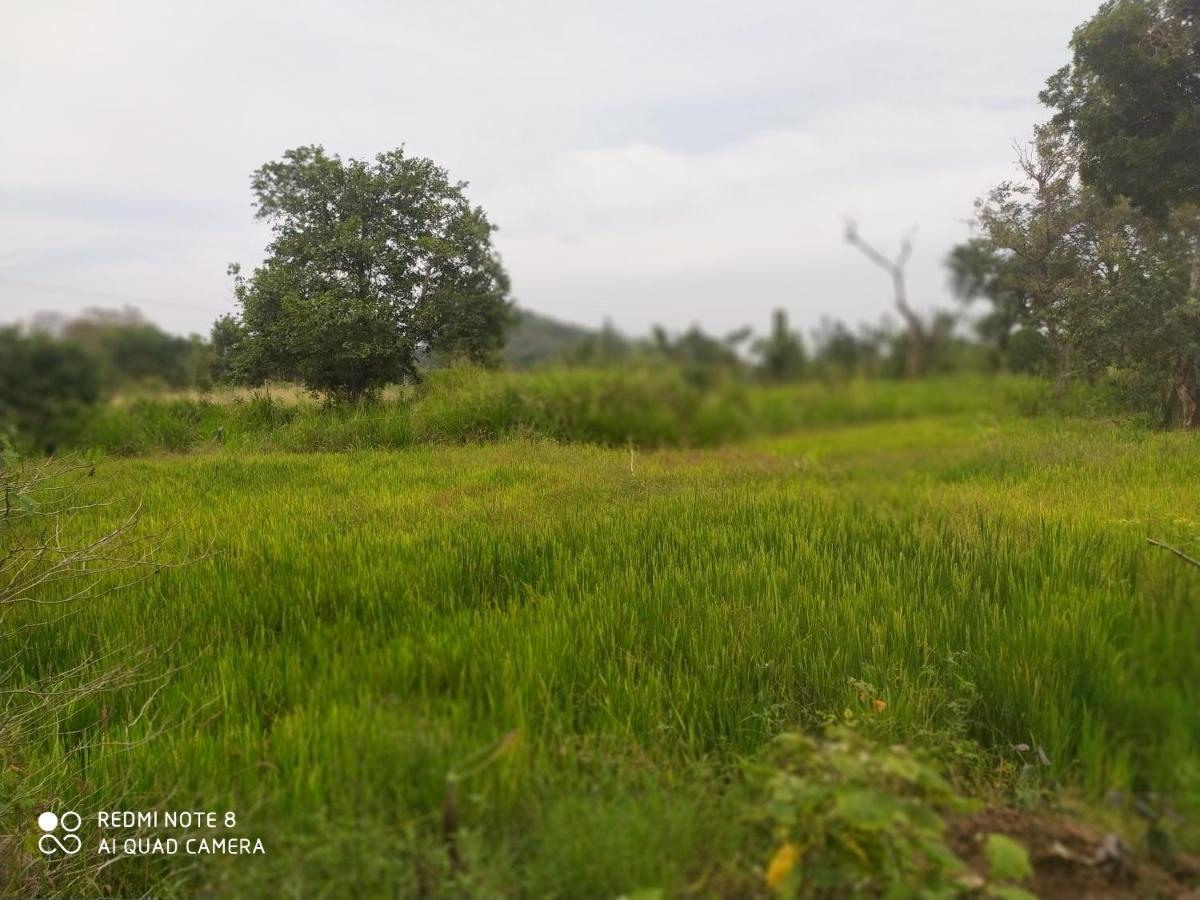 Sigiri Gayani Home Stay Sigiriya Luaran gambar