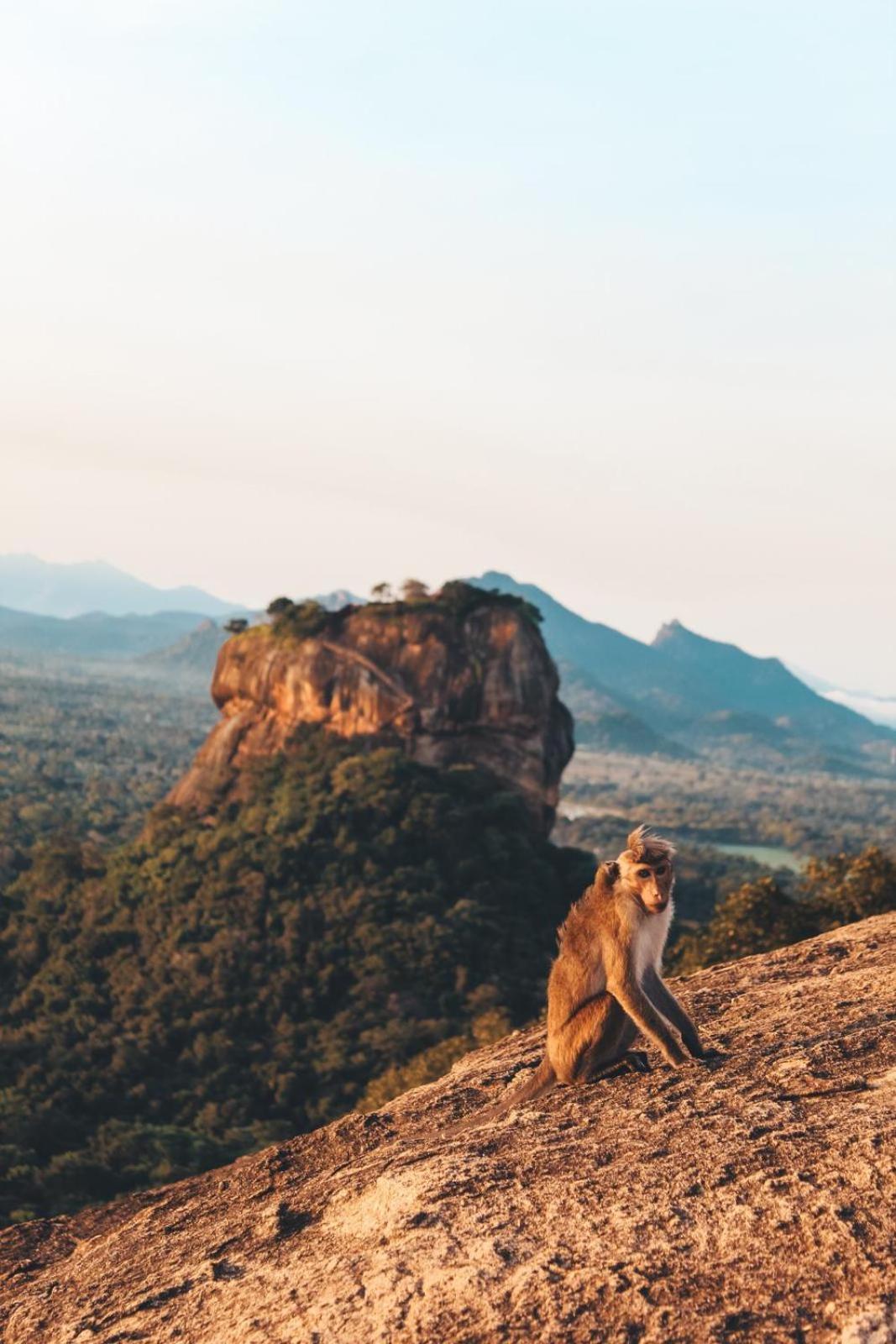 Sigiri Gayani Home Stay Sigiriya Luaran gambar
