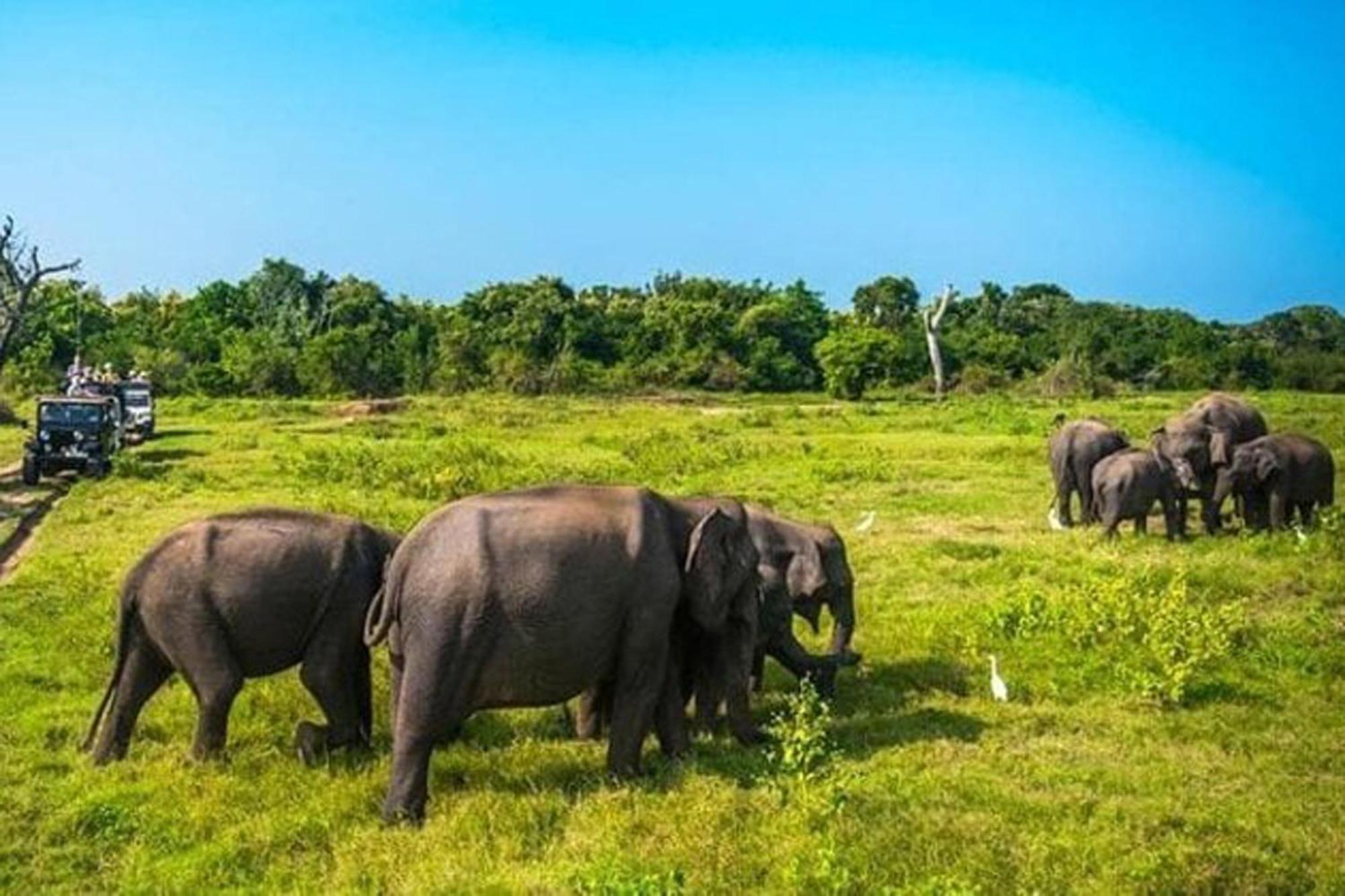 Sigiri Gayani Home Stay Sigiriya Luaran gambar
